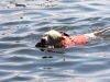 swimming-dog